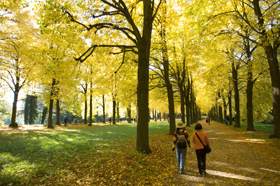 Spaziergang unter goldenem Blätterhimmel
