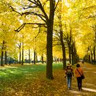 Spaziergang unter goldenem Blätterhimmel