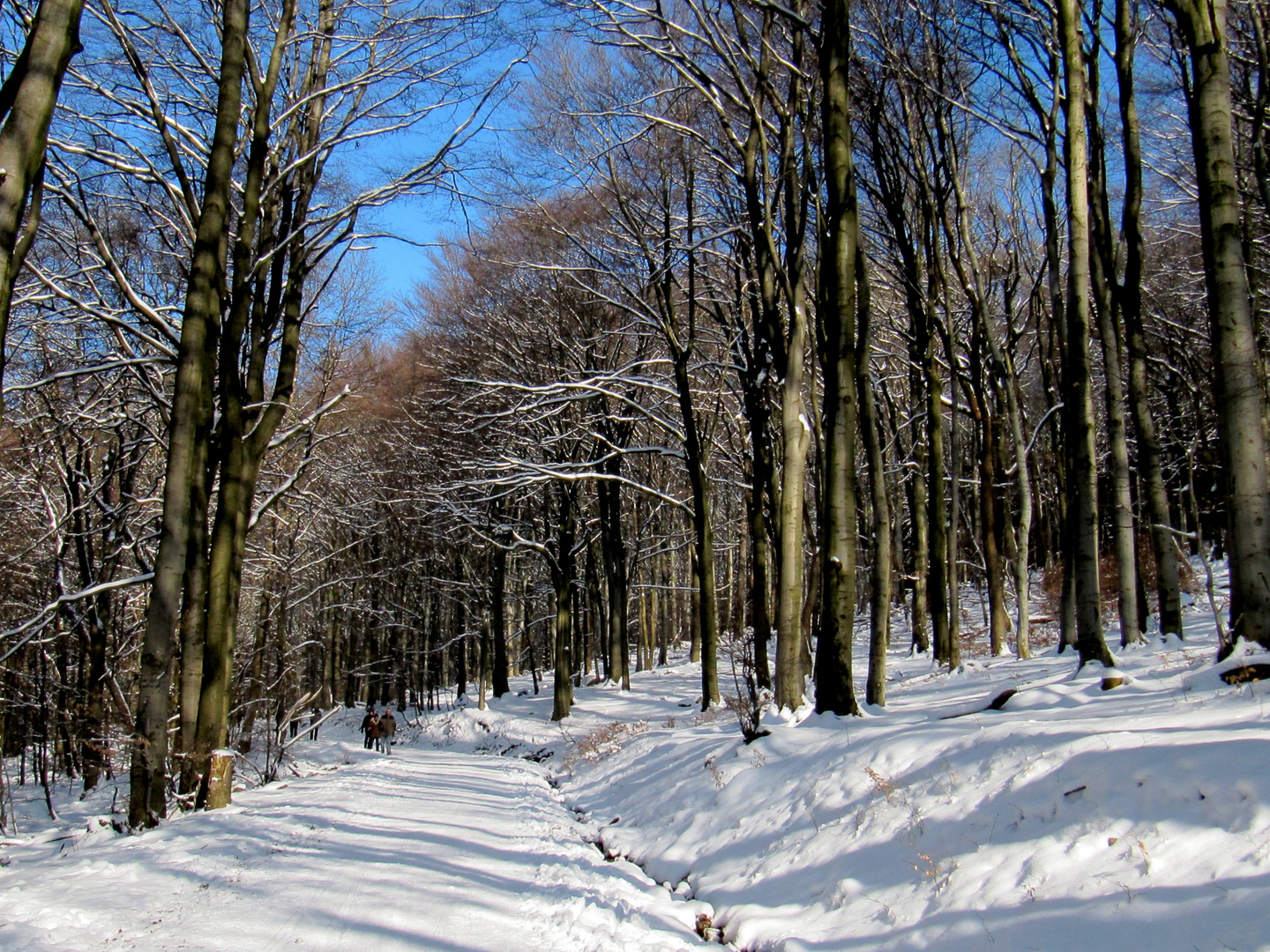 Spaziergang zum Feldberg im Taunus