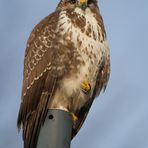 Spaziergang zum Hausbussard