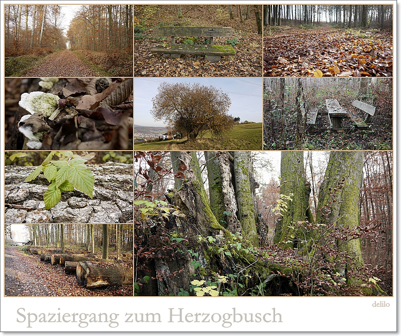 Spaziergang zum Herzogbusch