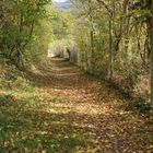 Spaziergang zum Remigiusberg