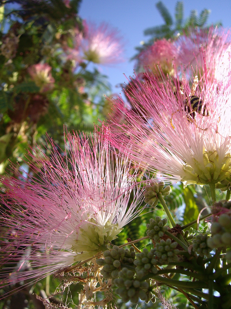 Spaziergangim Parque del Agua Luis Buñuel, Zaragoza: Albizia julibrissin