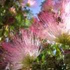 Spaziergangim Parque del Agua Luis Buñuel, Zaragoza: Albizia julibrissin