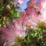 Spaziergangim Parque del Agua Luis Buñuel, Zaragoza: Albizia julibrissin