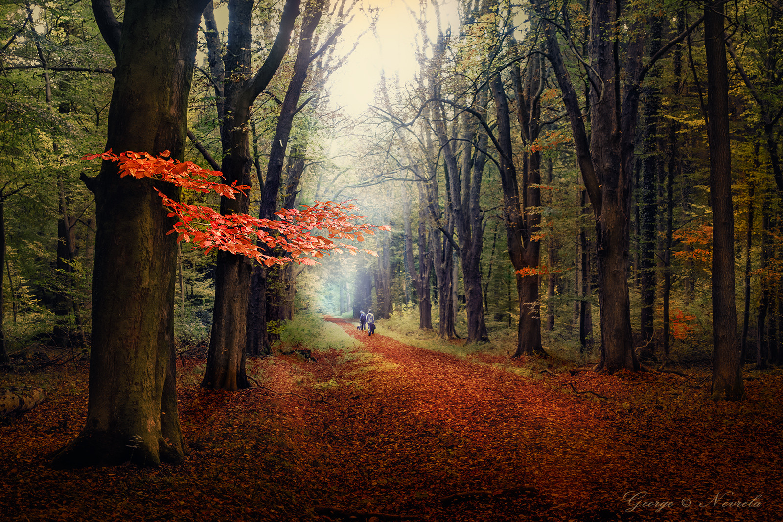 Spaziergang_im_Urwald_Hasbruch