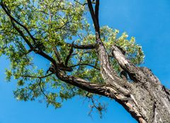 spaziergangsbegegnung...