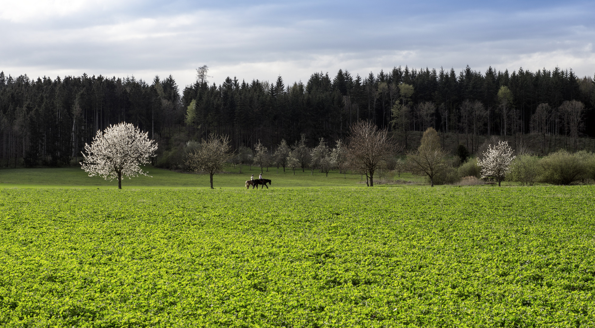 Spazierritt durch den Frühling.