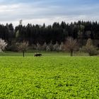 Spazierritt durch den Frühling.