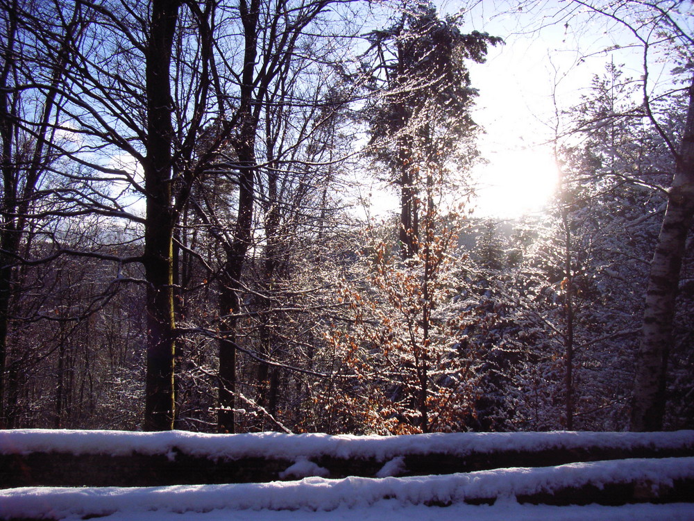 Spazierung durch den winterlichen Wald