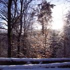 Spazierung durch den winterlichen Wald