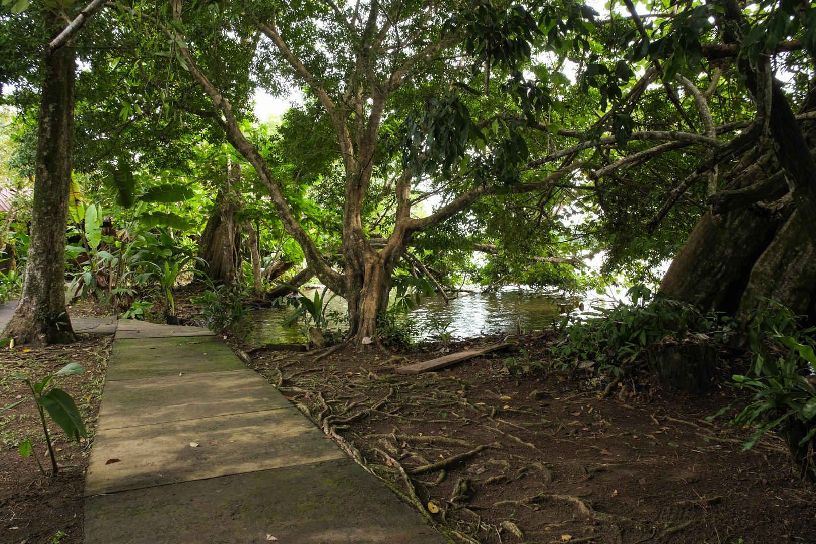 ...Spazierweg am Tortuguero River...