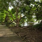 ...Spazierweg am Tortuguero River...