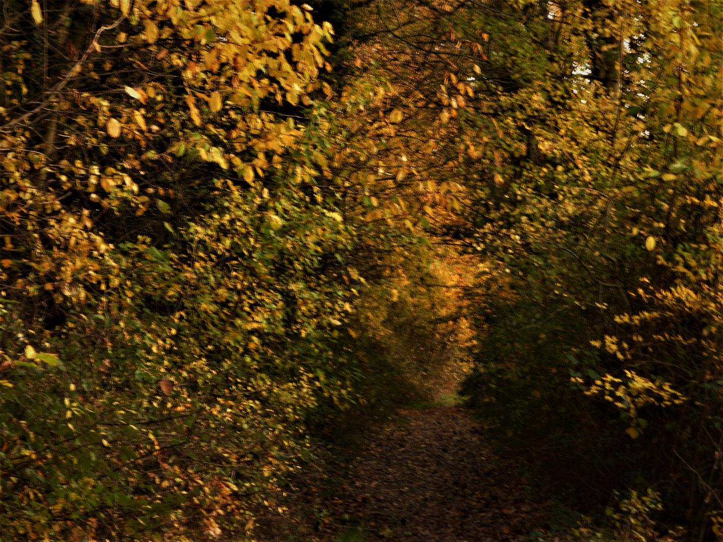 Spazierweg im Abendlicht