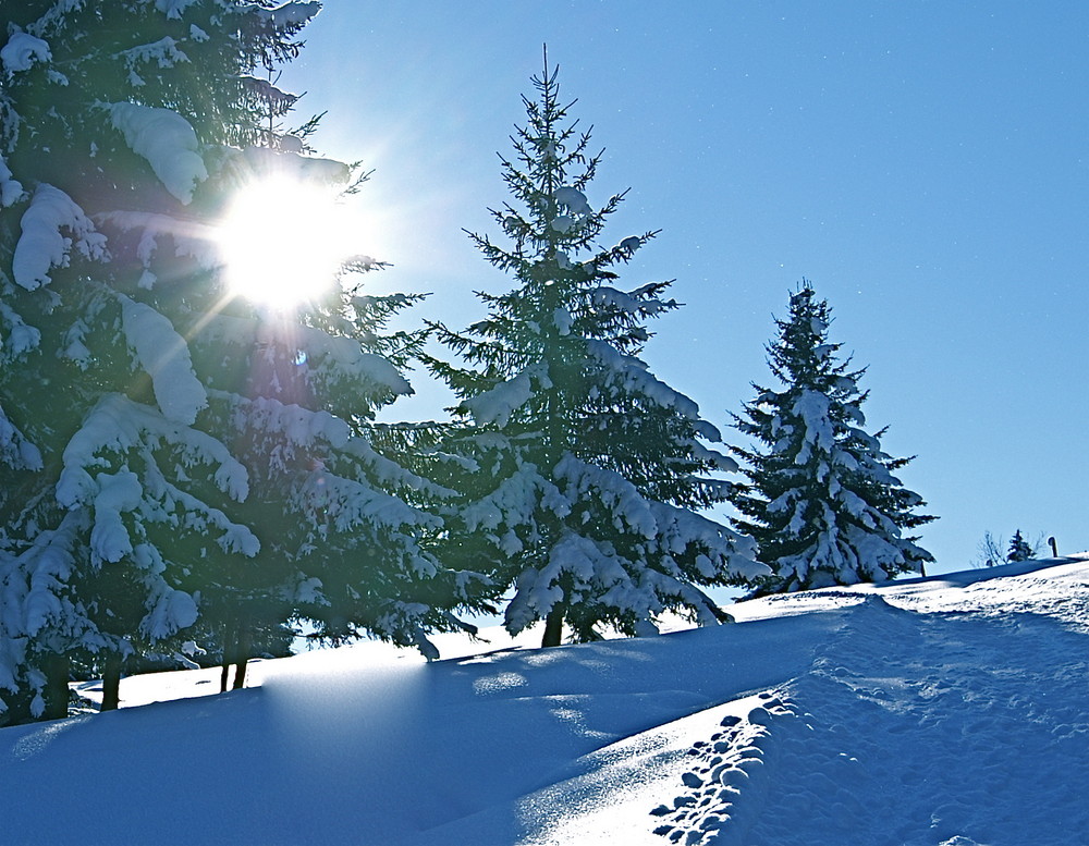 Spazierweg im Winterkleid