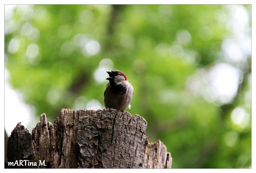 Speakers Corner (mit Gedicht)