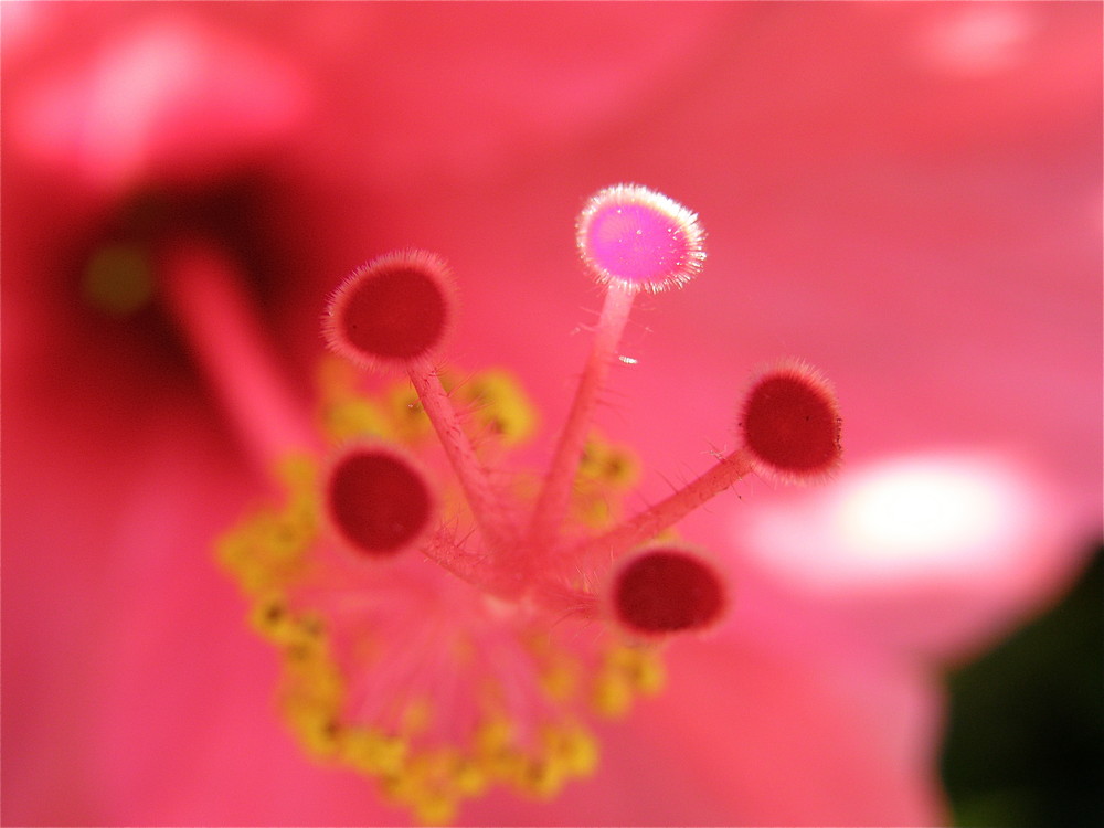 speaking with the flower