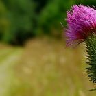 Spear Thistle