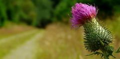 Spear Thistle