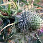 Spear Thistle