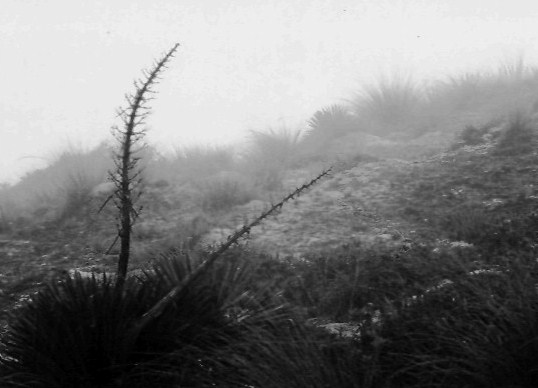 Speargrass on the Nevis Saddle, New Zealand