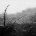 Speargrass on the Nevis Saddle, New Zealand