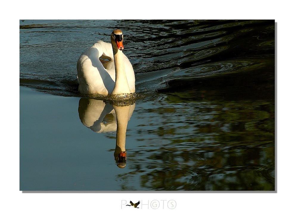 Specchio................d'acqua. Foto Immagini animali, uccelli allo stato libero, animali
