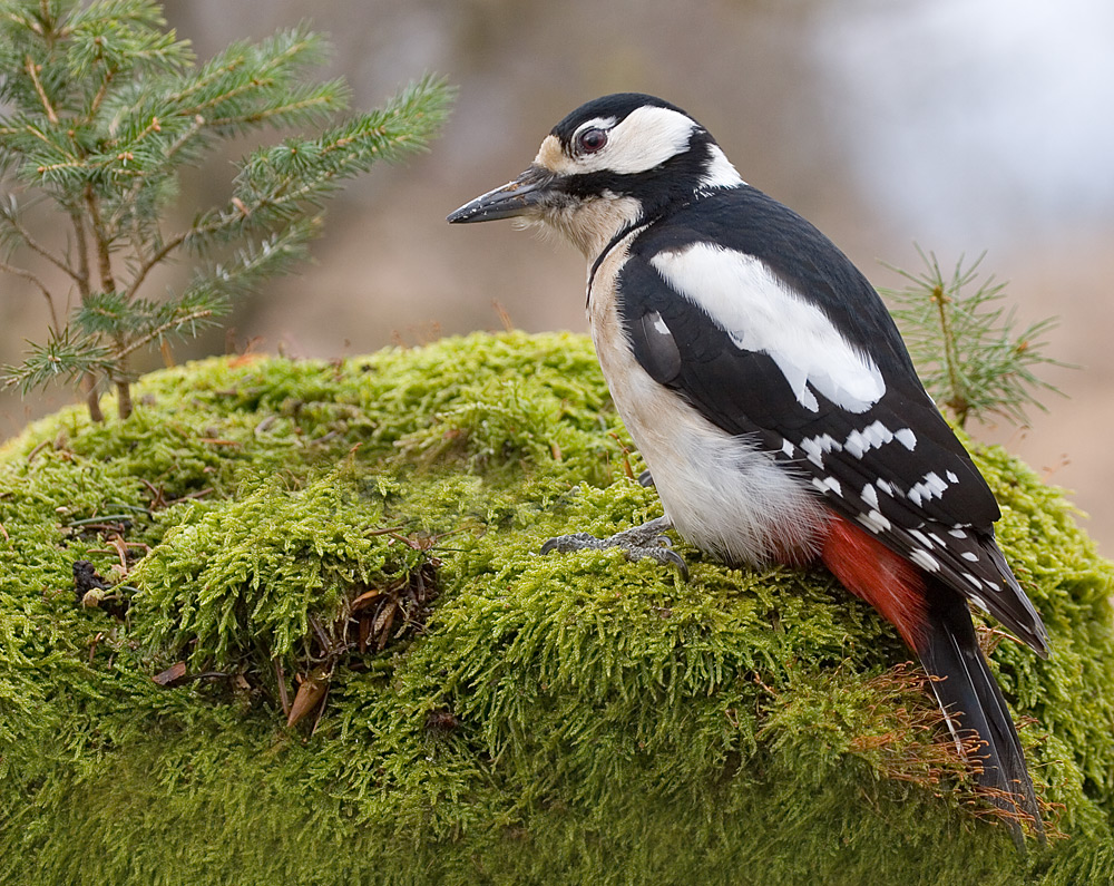 Specht Foto & Bild | tiere, wildlife, wild lebende vögel Bilder auf fotocommunity