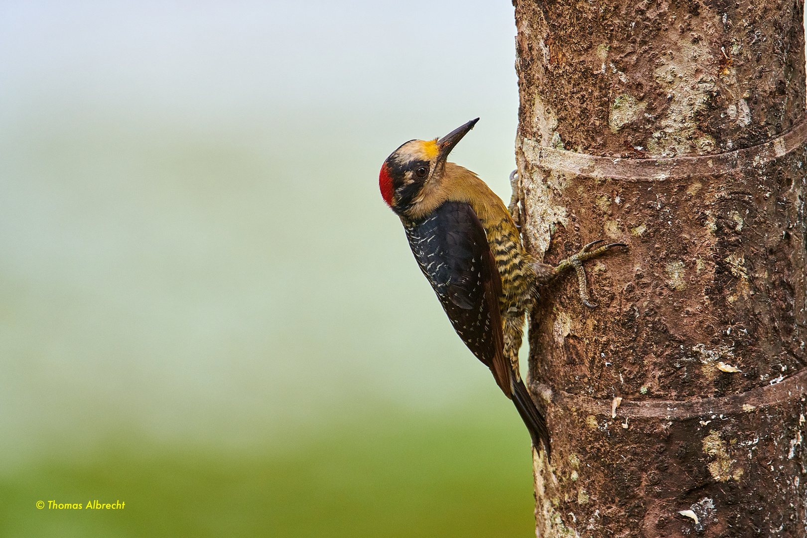 Specht, Acorn Woodpecker, Carpintero careto