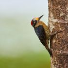 Specht, Acorn Woodpecker, Carpintero careto