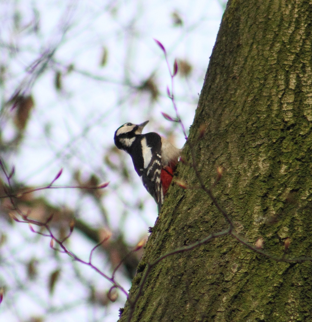 Specht am baum :D