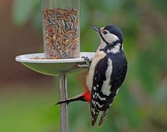 Specht am Buffet