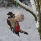 Specht am Meisenknödel