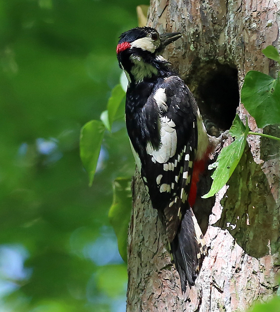 Specht am Nest