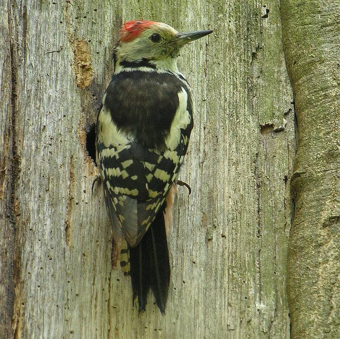 Specht am Nest (Mittelspecht). Danke an Dani Studler