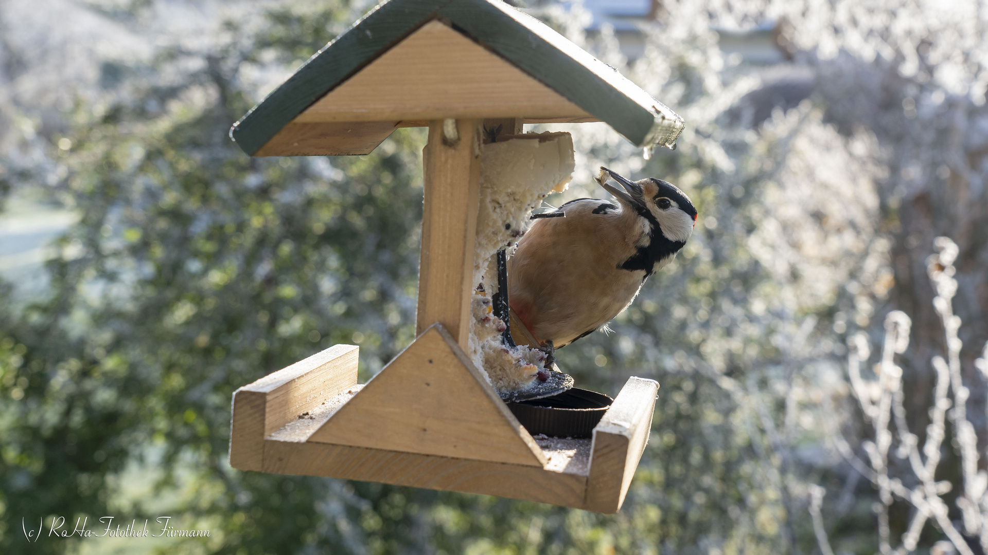 Specht am Vogelhäuschen