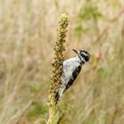 Specht an Königskerze - nicht in Brandenburg