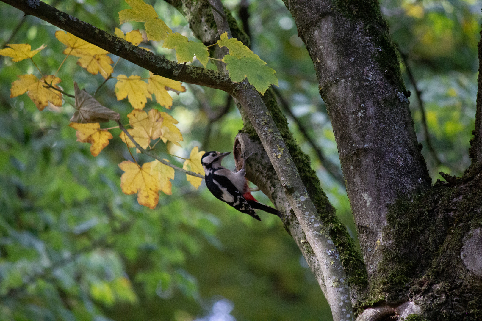 Specht bei mir im Garten