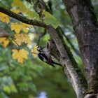 Specht bei mir im Garten