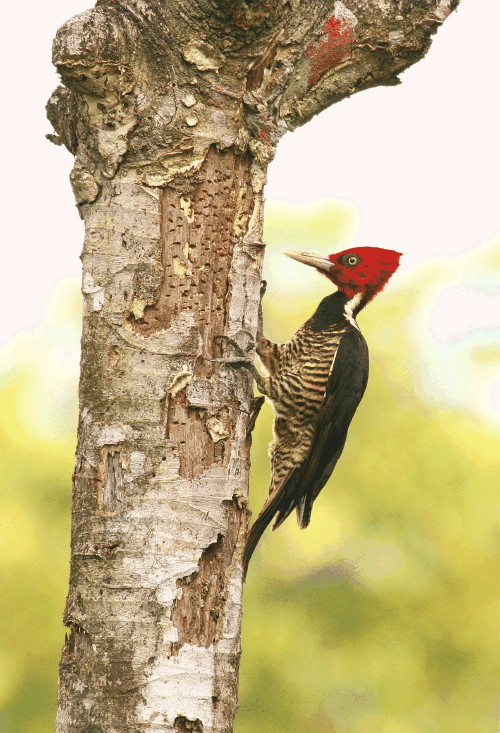 Specht Costa Rica