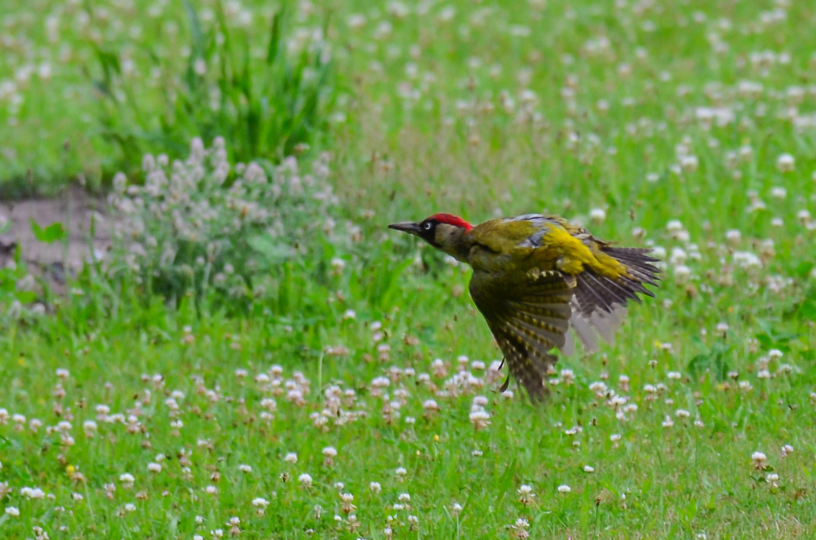 Specht im Abflug