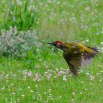 Specht im Abflug