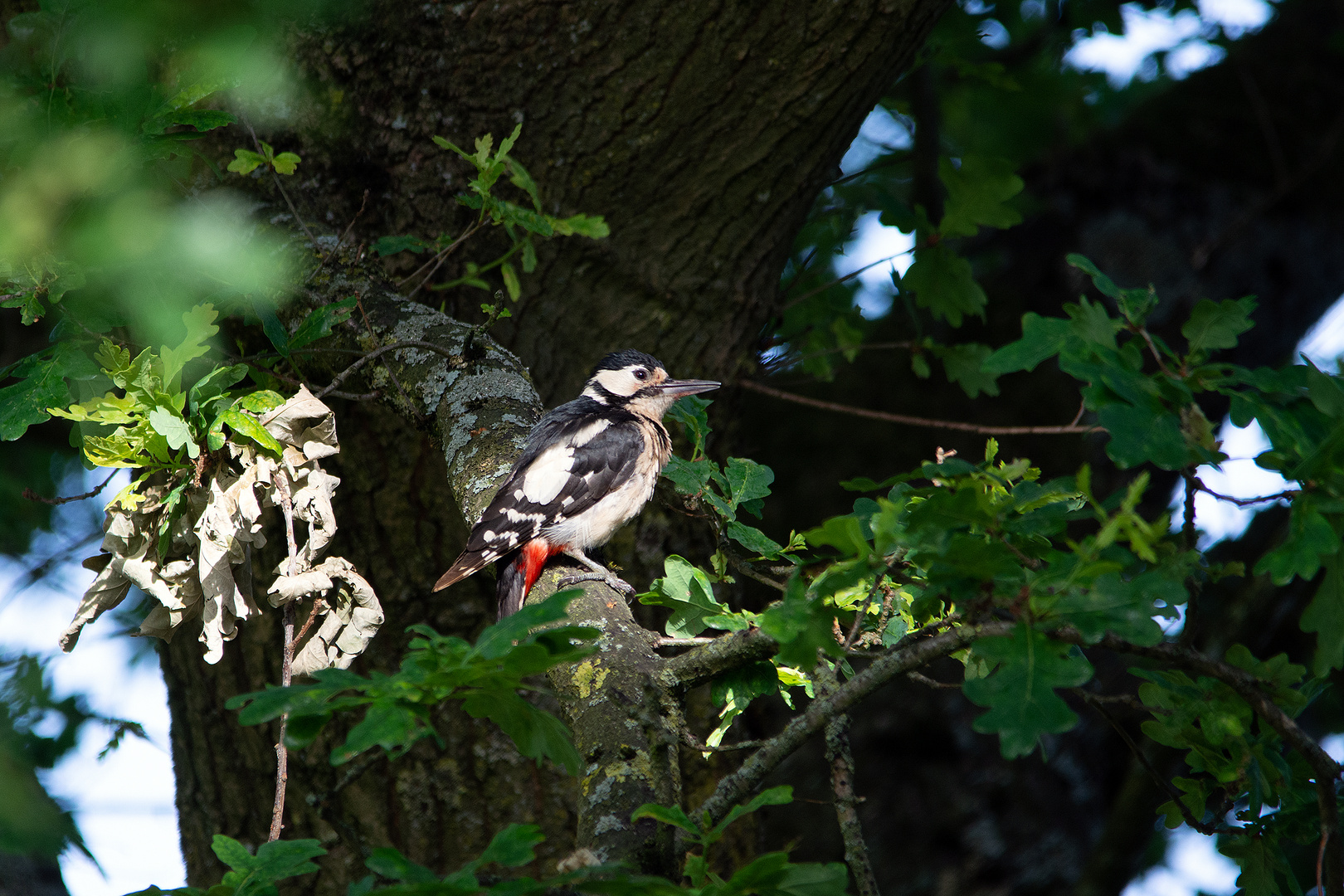 Specht im Baum (Dendrocopos major)