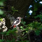 Specht im Baum (Dendrocopos major)