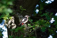 Specht im Baum (Dendrocopos major)