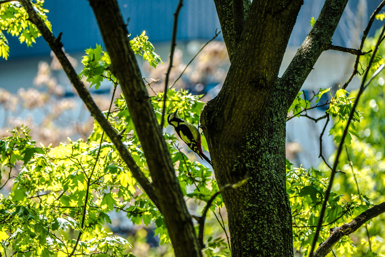 Specht im Donaupark (Blutspecht?)