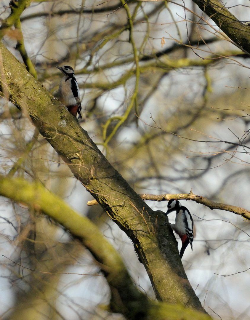 Specht im Doppelpack