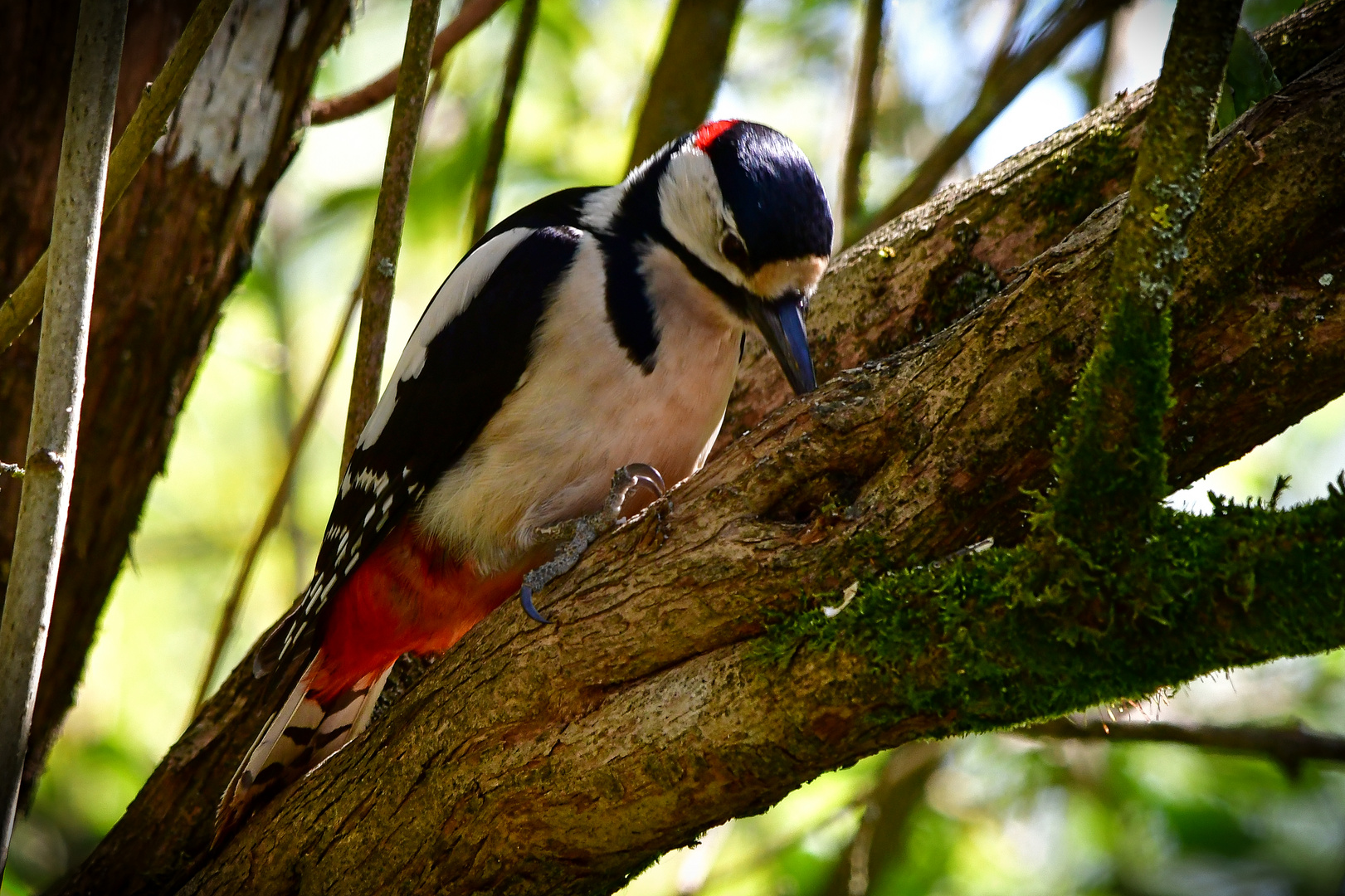 Specht im Fliederbaum 