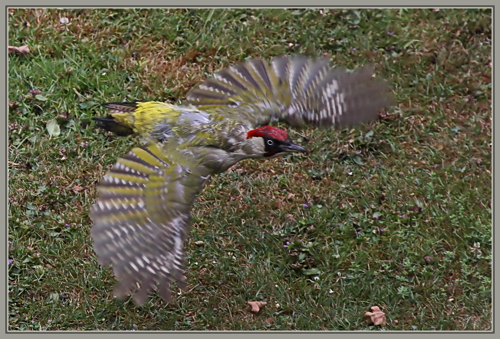 Specht im Flug