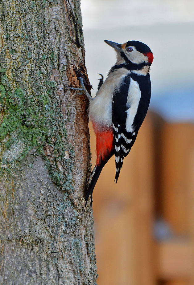 Specht im Garten Foto & Bild tiere, wildlife, wild